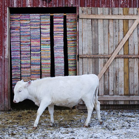 Jekku on rodultaan lapinlehmä ja sen virallinen nimikin on komeasti saamea: Spiertačáhppes Njeccon. Nimi tarkoittaa pikimustaa irvistelijää, mikä kuulemma kuvaa hyvin sen jekkuilevaa luonnetta. Jekku tuli Tuulispäähän parsinavetasta, kun tilan tytär halusi antaa sonnivasikalle mahdollisuuden elämään.