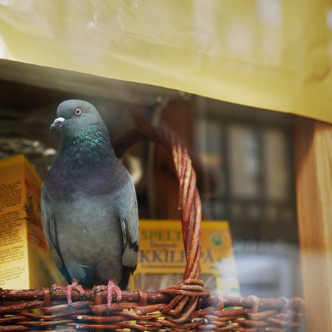 Ties miten monimutkaisia laskutoimituksia tämäkin aliarvostettu matemaatikko pikkuruisessa päässään pyörittelee.