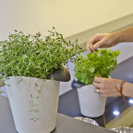 Basilika tahtoo altakasteluruukkuun.