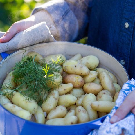 Kattilallinen höyryäviä herkkuperunoita sopii sekä arkeen että juhlaan. Peruna maistuu parhaalta, kun keität sen heti maasta nostamisen jälkeen.