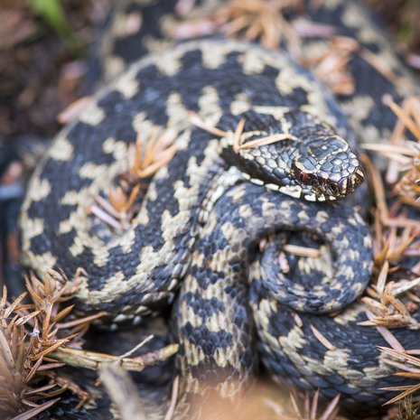 Kyykäärmeen elämässä on paljon yllättävää. 