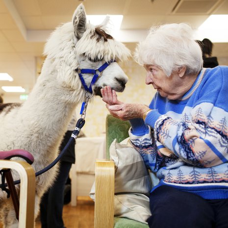 Alpakkaherra Morrison on laumansa alfauros, joka rakastaa huomiota. Siksi se on mainio terapiaeläin. "Parasta ohjelmaa on tällainen eläinvierailu", sanoo Helmi Lempiö, 95.