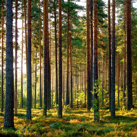 Lapsuuden kesäpäivä tuoksuu vahvasti paahtuneelta, kuivalta mäntykankaalta.