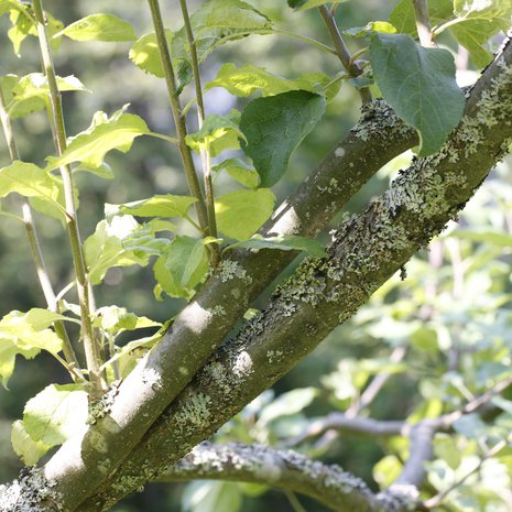 Kun omenapuun leikkaa nyt, se kasvattaa vähemmän vesiversoja.