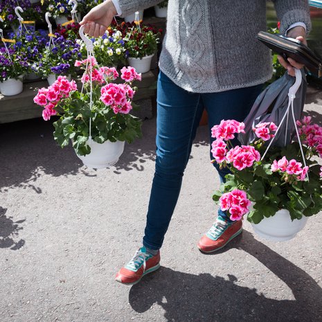 Hyvällä hoidolla pelargonit kukkivat yhtä komeasti koko kesän.