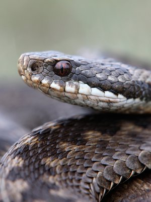 Kyyn purtua on aina syytä lähteä lääkäriin.