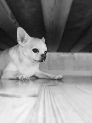 Sana ”kynnenleikkuu” sai chihuahua Topin pakenemaan sängyn alle.