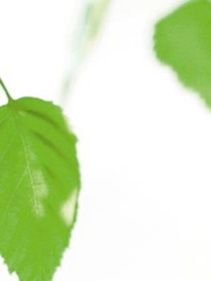 Koivun suloista tuoksua kannattaa laittaa talteen myös talven varalle.