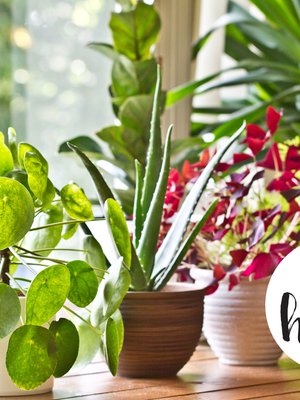 Kilpipiilea, uusi ystäväni, ehkä uskollinenkin.