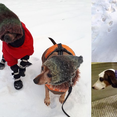 Lämpimissä vermeissä kelpaa tepastella aamu- ja iltalenkeillä.