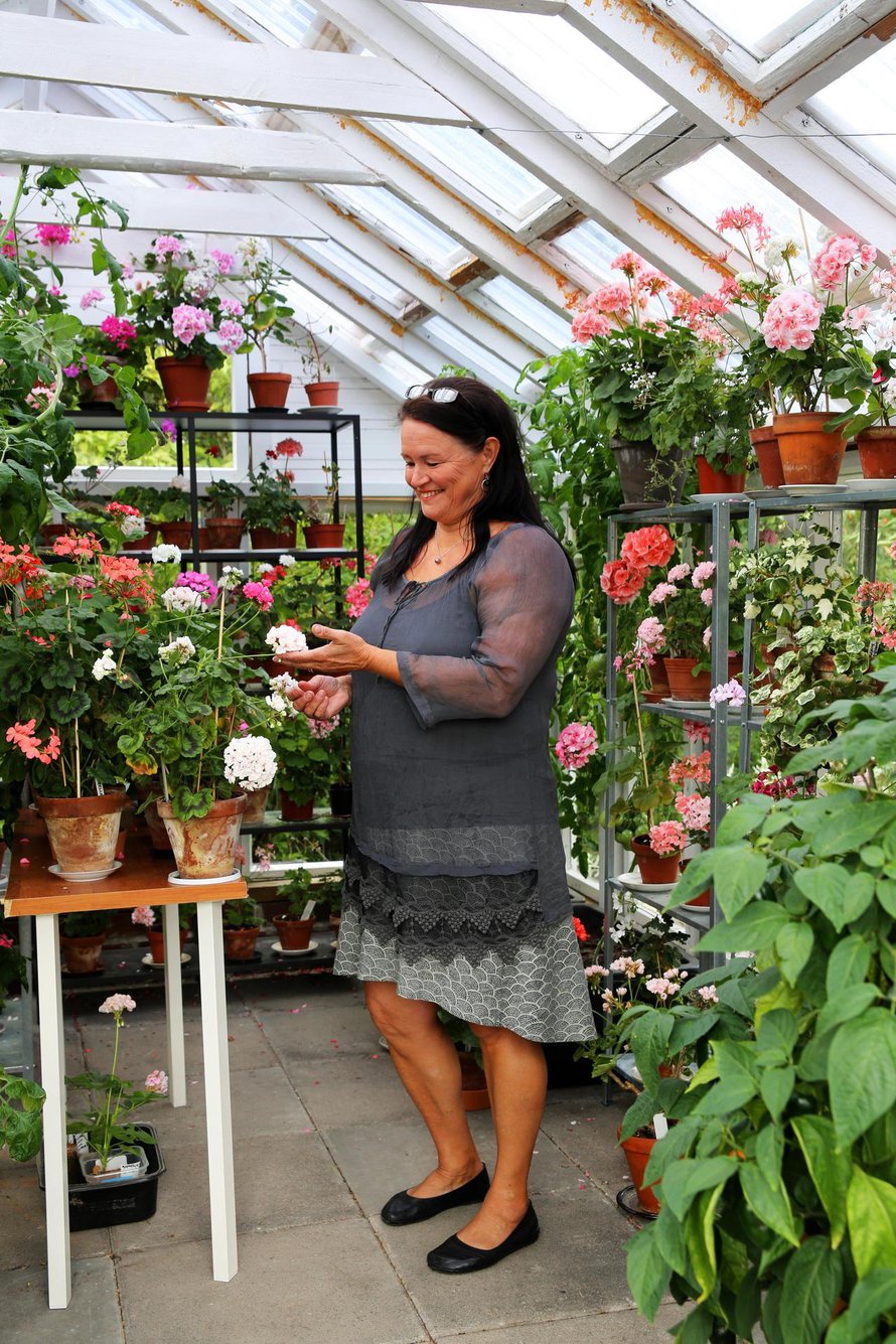 Sirpa Ojalan puoliso Juha rakensi kierrätysmateriaaleista kasvihuoneen. Jossain pelargonien lomassa on myös pari tomaattia.