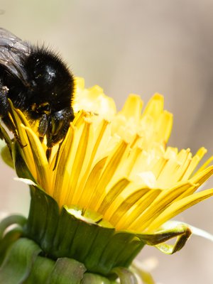 Pörröinen kimalainen on ötököistä söpöimpiä, mutta muillakin hyönteisillä on Suomen luonnossa paikkansa.
