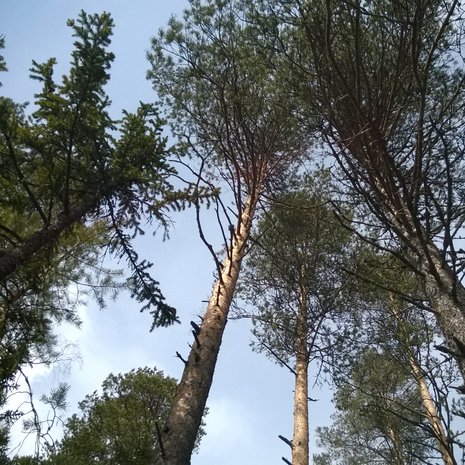 Vain metsä juhlapaikkani olla saa.