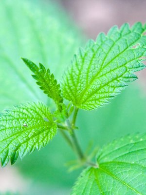 Polttava, mutta niin hyödyllinen!