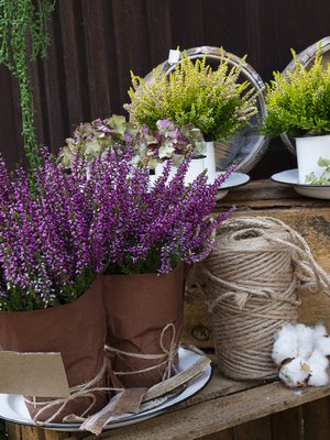 Yksi kikka kannattaa muistaa, kun on ostamassa kanervia: kokeile, että istutusruukku painaa eli kasvia on kasteltu eikä se ole päässyt kuivumaan.