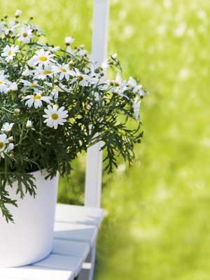 Paahteesta riippuen kesäkukkasi janoavat jopa päivittäin lisää vettä.