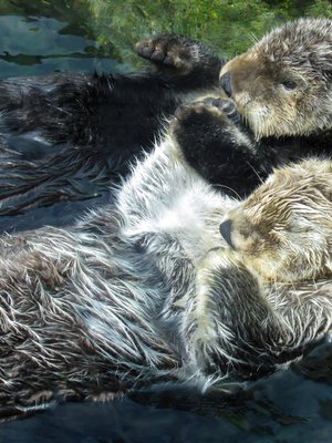 Tee eläintesti ja tiedät, mitä tässä kuvassa tapahtuu.