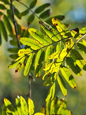 Happamia, sanoi kettu! Mutta eivät niin happamia, jos malttaa odottaa ensimmäisiin pakkasiin.