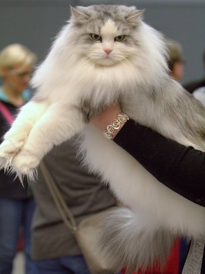 Yksi Veetin opeista kuuluu: Nuku rakkaidesi vieressä, jos se suinkin on mahdollista. Vaadi, että sinua silitetään.