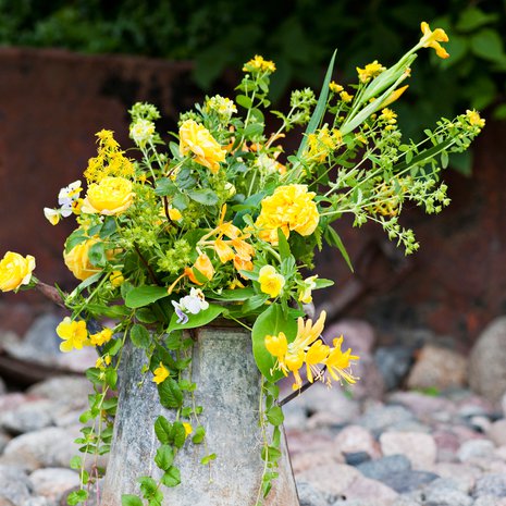 Varjoisassakin pihassa keltainen kukinto näkyy kauas.