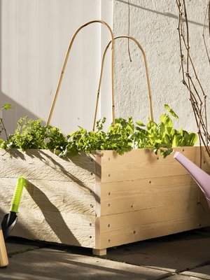 Lehtivihannekset, kuten salaatti ja pinaatti, viihtyvät hyvin viljelylaatikossa.