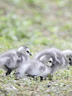 Näillä valkoposkihanhen poikasilla ei ole mitään hätää. Emo on lähellä ja koti Korkeasaaressa.