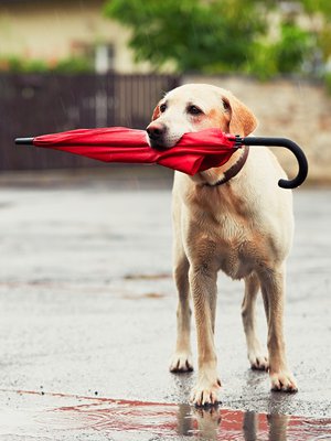 ”Vaikeista elämänmuutoksista selviytymistä auttaa maanläheinen elämänasenne”, psykoterapeutti ja työnohjaaja Pirjo Timperi muistuttaa..