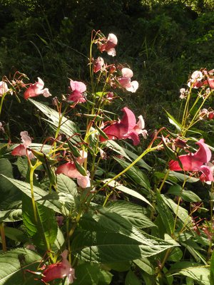 Jussi Tammisolan mielestä jättipalsami on viehättävä kukka.