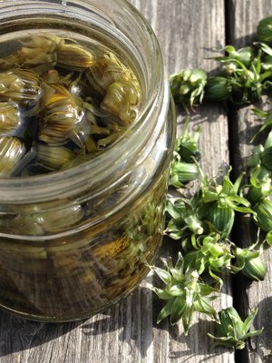 Voikukka kukkii jo kovaa vauhtia, mutta onneksi yhä vielä nuppua pukkaa.