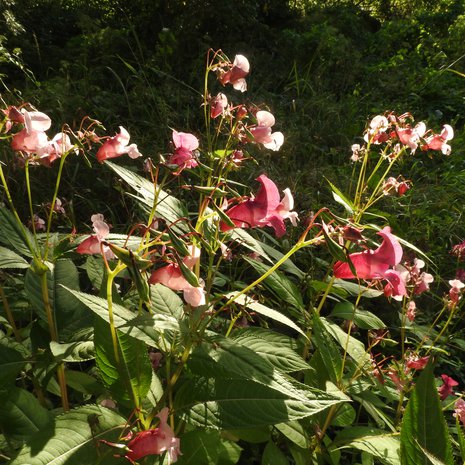 Jussi Tammisolan mielestä jättipalsami on viehättävä kukka.