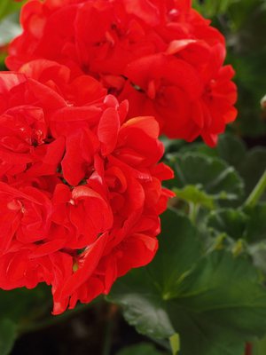 Perinteiset punaiset pelargonit ovat kestävimmästä päästä. Oikealla hoidolla ja kukkien nyppimisellä kaikenväriset kukoistavat!