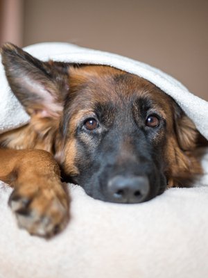 Koira on sosiaalinen eläin, joka viihtyy parhaiten seurassa. Joskus sille pitää kuitenkin antaa omaa rauhaa.
