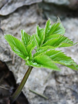 Pieni, kaunis ja vielä niin herkullinenkin!