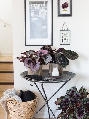 Trendikkäimmät kasvit säväyttävät violetilla ja vaaleanpunaisella. Vihreän- ja violetinkirjava isomaija on kotoisin trooppisista sademetsistä ja luo kookkailla lehdillään eksoottista tunnelmaa. Kuningasbegoniaa kannattaa kokeilla, jos mielii todella erikoisia lehtiä. Se sopii sisälle hajavaloon tai ulos varjoisaan ruukkupuutarhaan. Valoisassa paikassa kuningasbegonia saattaa myös kukkia. Kasvi on kuitenkin hallanarka, joten myöhään syksyllä ja aikaisin keväällä ruukut on syytä pitää sisällä.