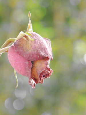 ”Ei minusta miesvihaajaa tullut, mutta suhtaudun tapaamiini miehiin kyllä hyvin kriittisesti”, Sinikka sanoo.