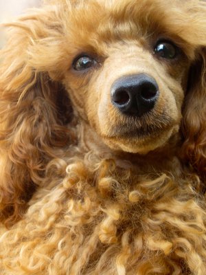 Kirjoittaja muistuttaisi mielellään koiraansa Veikkoa.