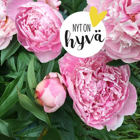 ”Juuri ennen nukahtamista ajattelen vaaleanpunaisia pioninkukkia.”