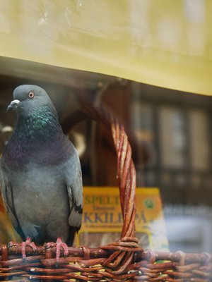 Ties miten monimutkaisia laskutoimituksia tämäkin aliarvostettu matemaatikko pikkuruisessa päässään pyörittelee.