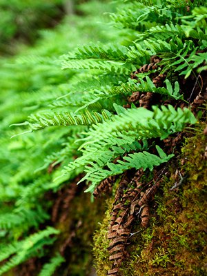 Jos saniainen viihtyy mökkisi ympäristössä, tuo sitä myös pihojen koristeeksi.