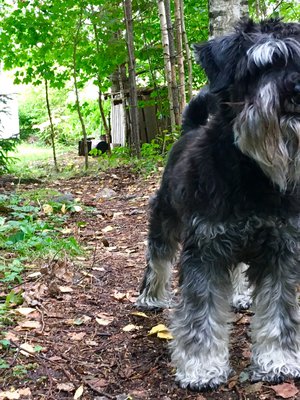 Kääpiösnautserimme Unto on pirteä 13-vuotias. Se rakastaa yli kaiken metsässä kulkemista.