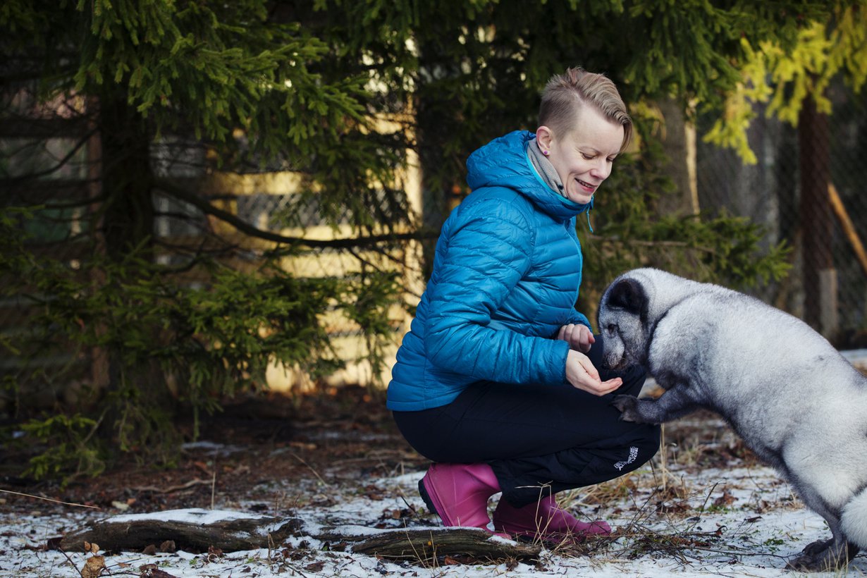 Sinikettu Otto asuu Eläinsuojelukeskus Tuulispäässä, jossa Mia Takula on käynyt vapaaehtoistöissä. Otto löytyi pyörimästä teollisuusalueelta ja otettiin kiinni poliisin luvalla. Otto lienee tarhakarkulainen, sillä sen jalat ovat vääntyneet, niin kuin häkissä kasvaneille ketuille voi käydä.