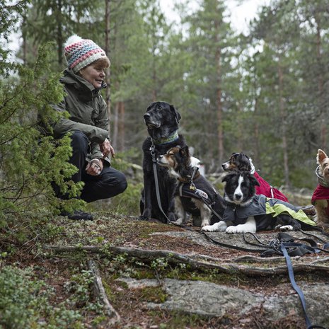 Tuulan Pessi-kissa sekä koirat Halti, Hetta, Ropi, Unna ja Aapa-pentu ovat parasta retkeilyseuraa.