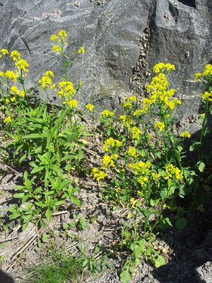 Kun näet keltaisia kukkia, mene niiden luo ja etsi nuoria, vielä nupussa olevia versoja. Kerää talteen ja valmista kuin parsakaali.