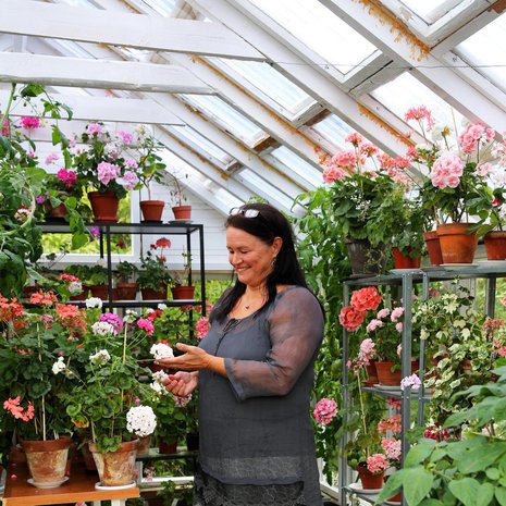 Sirpa Ojalan puoliso Juha rakensi kierrätysmateriaaleista kasvihuoneen. Jossain pelargonien lomassa on myös pari tomaattia. 