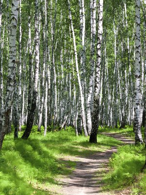 Helppo tapa vähentää stressiä: mene metsään