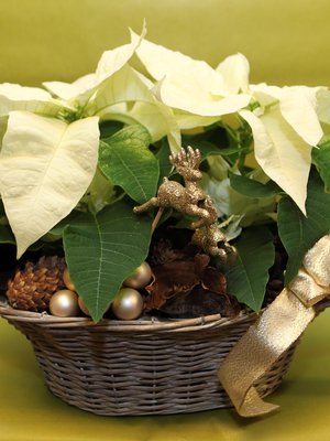 Joulutähti on arka kylmälle. Pakkaa se hyvin kuljetuksen ajaksi ja sijoita etäälle vedosta.