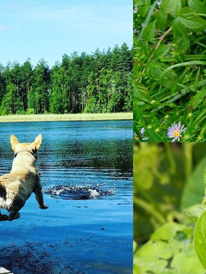 Kesä on täynnä nautintoja ja kauneutta! Ah, pakahduttavan ihanaa!