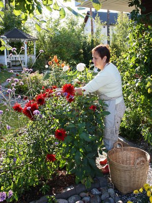 Daaliat kukittavat Marjatta Läspän puutarhaa vielä syyskuussakin, aina siihen asti, kunnes halla vierailee.