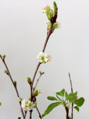 Viikon päästä maljakossa odottaa yllätys. Kuva: <span class="photographer">Jenni Rinkinen</span>