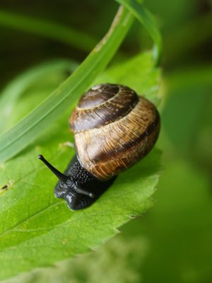 Tutki piha erityisen tarkkaan, jos siellä mönki lehtokotiloita jo viime kesänä.